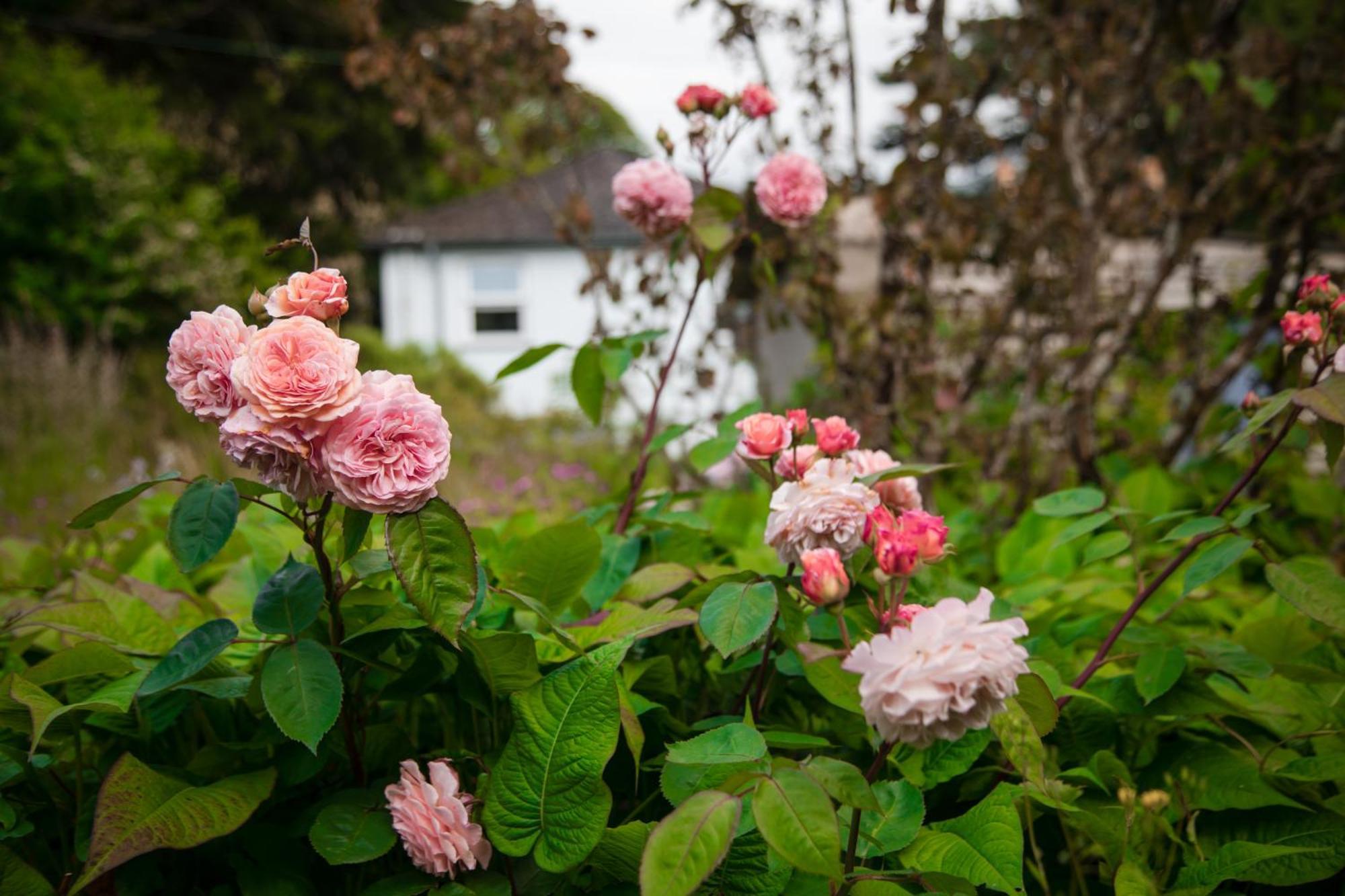 Trigonos - Quiet, Peaceful, Vegetarian B&B And Retreat Centre Nantlle Exteriör bild